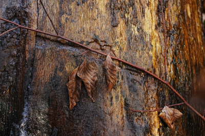 <i class='fa fa-user'></i>&nbsp;hesterb&nbsp;|  Extra beukenbruin&nbsp; <i class='fa fa-eye'>&nbsp;116</i> &nbsp;<i class='fa fa-thumbs-up'>&nbsp;3</i> &nbsp; <i class='fa fa-comment-o'>&nbsp;7</i>