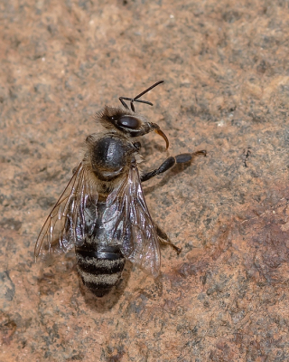 <i class='fa fa-user'></i>&nbsp;Johan van Gurp&nbsp;|  Honingbij&nbsp; <i class='fa fa-eye'>&nbsp;61</i> &nbsp;<i class='fa fa-thumbs-up'>&nbsp;1</i> &nbsp; <i class='fa fa-comment-o'>&nbsp;2</i>