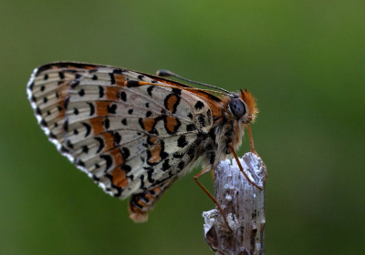 <i class='fa fa-user'></i>&nbsp;Meindert&nbsp;|  Tweekleurige Parelmoervlinder&nbsp; <i class='fa fa-eye'>&nbsp;83</i> &nbsp;<i class='fa fa-thumbs-up'>&nbsp;3</i> &nbsp; <i class='fa fa-comment-o'>&nbsp;3</i>