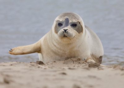 Ik ben vooral een vogelaar maar toen ik deze (jonge?) zeehond tegenkwam was dat natuurlijk hele leuke bonus. Een groter exemplaar (de moeder) lag ernaast. Hopelijk houdt iedereen genoeg afstand van deze leuke dieren