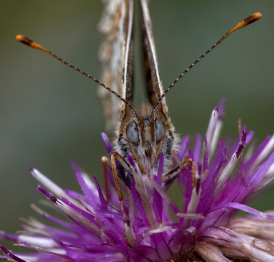 <i class='fa fa-user'></i>&nbsp;Meindert&nbsp;|  Tweekleurige Parelmoervlinder&nbsp; <i class='fa fa-eye'>&nbsp;54</i> &nbsp;<i class='fa fa-thumbs-up'>&nbsp;2</i> &nbsp; <i class='fa fa-comment-o'>&nbsp;2</i>