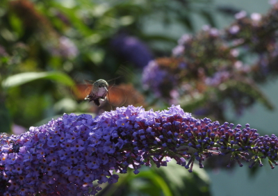 <i class='fa fa-user'></i>&nbsp;Jovanzo&nbsp;|  Kolibrievlinder&nbsp; <i class='fa fa-eye'>&nbsp;83</i> &nbsp;<i class='fa fa-thumbs-up'>&nbsp;2</i> &nbsp; <i class='fa fa-comment-o'>&nbsp;4</i>