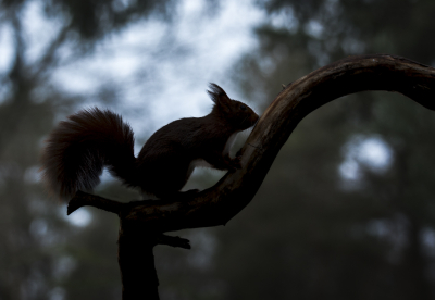 <i class='fa fa-user'></i>&nbsp;ErnovanDoorn&nbsp;|  Eekhoorn&nbsp; <i class='fa fa-eye'>&nbsp;66</i> &nbsp;<i class='fa fa-thumbs-up'>&nbsp;4</i> &nbsp; <i class='fa fa-comment-o'>&nbsp;3</i>