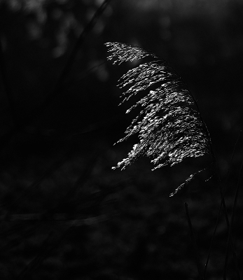 <i class='fa fa-user'></i>&nbsp;erikvanark&nbsp;|  Riet&nbsp; <i class='fa fa-eye'>&nbsp;65</i> &nbsp;<i class='fa fa-thumbs-up'>&nbsp;3</i> &nbsp; <i class='fa fa-comment-o'>&nbsp;3</i>