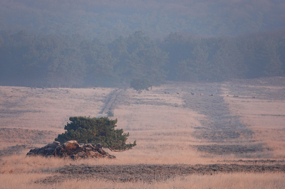 <i class='fa fa-user'></i>&nbsp;nelappelmelk&nbsp;|  Karrenpad met doortrekkende herten&nbsp; <i class='fa fa-eye'>&nbsp;119</i> &nbsp;<i class='fa fa-thumbs-up'>&nbsp;1</i> &nbsp; <i class='fa fa-comment-o'>&nbsp;6</i>
