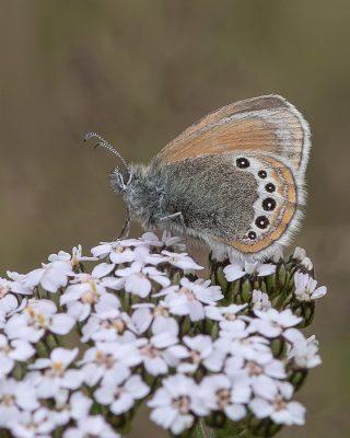 <i class='fa fa-user'></i>&nbsp;Johan van Gurp&nbsp;|  Alpenhooibeestje&nbsp; <i class='fa fa-eye'>&nbsp;74</i> &nbsp;<i class='fa fa-thumbs-up'>&nbsp;5</i> &nbsp; <i class='fa fa-comment-o'>&nbsp;6</i>