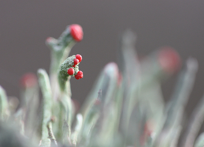 <i class='fa fa-user'></i>&nbsp;Paul Vandebroek&nbsp;|  Rode Heidelucifer&nbsp; <i class='fa fa-eye'>&nbsp;75</i> &nbsp;<i class='fa fa-thumbs-up'>&nbsp;4</i> &nbsp; <i class='fa fa-comment-o'>&nbsp;8</i>