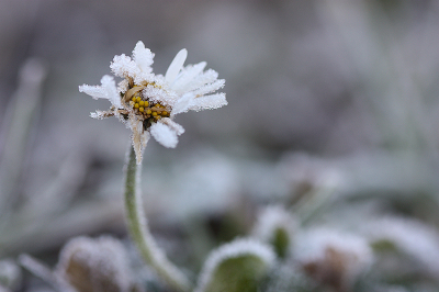 <i class='fa fa-user'></i>&nbsp;Paul Vandebroek&nbsp;|  Madeliefje&nbsp; <i class='fa fa-eye'>&nbsp;61</i> &nbsp;<i class='fa fa-thumbs-up'>&nbsp;4</i> &nbsp; <i class='fa fa-comment-o'>&nbsp;5</i>