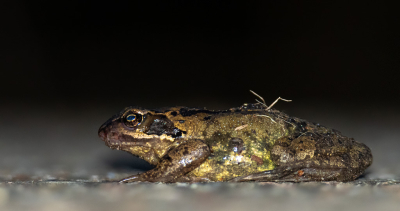 <i class='fa fa-user'></i>&nbsp;PascalK&nbsp;|  Bruine Kikker&nbsp; <i class='fa fa-eye'>&nbsp;105</i> &nbsp;<i class='fa fa-thumbs-up'>&nbsp;4</i> &nbsp; <i class='fa fa-comment-o'>&nbsp;5</i>