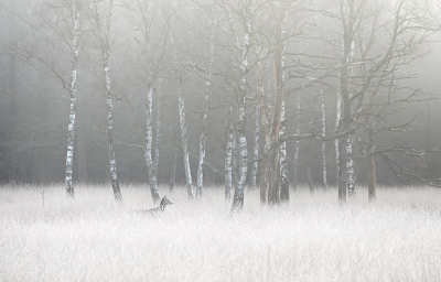 <i class='fa fa-user'></i>&nbsp;nelappelmelk&nbsp;|  Berkenbosje in de mist&nbsp; <i class='fa fa-eye'>&nbsp;120</i> &nbsp;<i class='fa fa-thumbs-up'>&nbsp;15</i> &nbsp; <i class='fa fa-comment-o'>&nbsp;10</i>