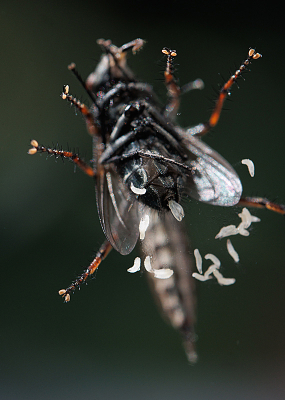 <i class='fa fa-user'></i>&nbsp;erikvanark&nbsp;|  Gewone Roofvlieg&nbsp; <i class='fa fa-eye'>&nbsp;117</i> &nbsp;<i class='fa fa-thumbs-up'>&nbsp;4</i> &nbsp; <i class='fa fa-comment-o'>&nbsp;8</i>