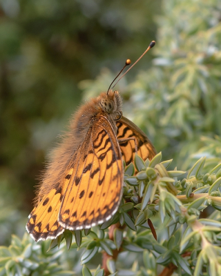 <i class='fa fa-user'></i>&nbsp;Johan van Gurp&nbsp;|  Grote Parelmoervlinder&nbsp; <i class='fa fa-eye'>&nbsp;76</i> &nbsp;<i class='fa fa-thumbs-up'>&nbsp;4</i> &nbsp; <i class='fa fa-comment-o'>&nbsp;3</i>