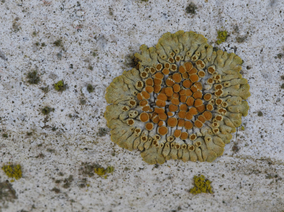 <i class='fa fa-user'></i>&nbsp;Ad Sprang&nbsp;|  Sinaasappelkorst&nbsp; <i class='fa fa-eye'>&nbsp;103</i> &nbsp;<i class='fa fa-thumbs-up'>&nbsp;6</i> &nbsp; <i class='fa fa-comment-o'>&nbsp;10</i>