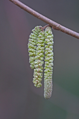 <i class='fa fa-user'></i>&nbsp;Cor&nbsp;|  Hazelaar&nbsp; <i class='fa fa-eye'>&nbsp;100</i> &nbsp;<i class='fa fa-thumbs-up'>&nbsp;5</i> &nbsp; <i class='fa fa-comment-o'>&nbsp;12</i>