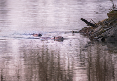 <i class='fa fa-user'></i>&nbsp;ErnovanDoorn&nbsp;|  Bever&nbsp; <i class='fa fa-eye'>&nbsp;126</i> &nbsp;<i class='fa fa-thumbs-up'>&nbsp;3</i> &nbsp; <i class='fa fa-comment-o'>&nbsp;12</i>