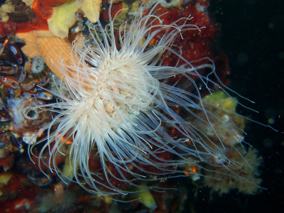 <i class='fa fa-user'></i>&nbsp;A. Soeting&nbsp;|  Weduweroos&nbsp; <i class='fa fa-eye'>&nbsp;101</i> &nbsp;<i class='fa fa-thumbs-up'>&nbsp;10</i> &nbsp; <i class='fa fa-comment-o'>&nbsp;11</i>