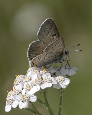 <i class='fa fa-user'></i>&nbsp;Johan van Gurp&nbsp;|  Bruine Vuurvlinder&nbsp; <i class='fa fa-eye'>&nbsp;90</i> &nbsp; <i class='fa fa-comment-o'>&nbsp;7</i>