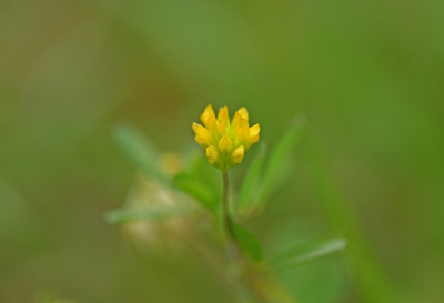 <i class='fa fa-user'></i>&nbsp;Cor&nbsp;|  Kleine Klaver&nbsp; <i class='fa fa-eye'>&nbsp;101</i> &nbsp;<i class='fa fa-thumbs-up'>&nbsp;11</i> &nbsp; <i class='fa fa-comment-o'>&nbsp;13</i>