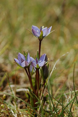 <i class='fa fa-user'></i> rixte | Vaal blauwsterretje  <i class='fa fa-eye'> 141</i>   <i class='fa fa-comment-o'> 4</i>