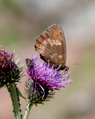 <i class='fa fa-user'></i>&nbsp;Johan van Gurp&nbsp;|  Grote Erebia&nbsp; <i class='fa fa-eye'>&nbsp;81</i> &nbsp;<i class='fa fa-thumbs-up'>&nbsp;1</i> &nbsp; <i class='fa fa-comment-o'>&nbsp;4</i>