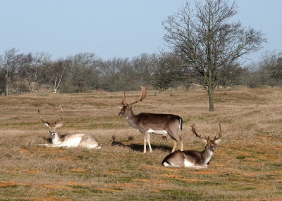 <i class='fa fa-user'></i>&nbsp;ko katsman&nbsp;|  Damhert&nbsp; <i class='fa fa-eye'>&nbsp;116</i> &nbsp;<i class='fa fa-thumbs-up'>&nbsp;2</i> &nbsp; <i class='fa fa-comment-o'>&nbsp;5</i>