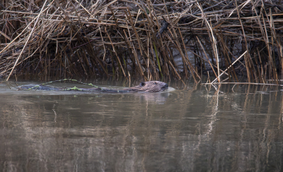 <i class='fa fa-user'></i>&nbsp;ErnovanDoorn&nbsp;|  Bever&nbsp; <i class='fa fa-eye'>&nbsp;88</i> &nbsp; <i class='fa fa-comment-o'>&nbsp;1</i>