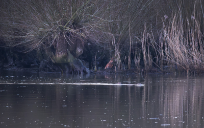 <i class='fa fa-user'></i>&nbsp;ErnovanDoorn&nbsp;|  Bever&nbsp; <i class='fa fa-eye'>&nbsp;139</i> &nbsp;<i class='fa fa-thumbs-up'>&nbsp;1</i> &nbsp; <i class='fa fa-comment-o'>&nbsp;3</i>