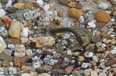 Lampetra planeri / Beekprik / Brook Lamprey