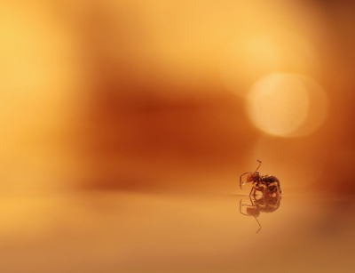 <i class='fa fa-user'></i>&nbsp;rixte&nbsp;|  Dicyrtomina ornata&nbsp; <i class='fa fa-eye'>&nbsp;124</i> &nbsp;<i class='fa fa-thumbs-up'>&nbsp;10</i> &nbsp; <i class='fa fa-comment-o'>&nbsp;8</i>