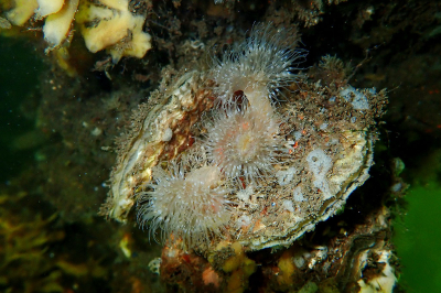 <i class='fa fa-user'></i>&nbsp;A. Soeting&nbsp;|  Zeeanjelier&nbsp; <i class='fa fa-eye'>&nbsp;77</i> &nbsp;<i class='fa fa-thumbs-up'>&nbsp;2</i> &nbsp; <i class='fa fa-comment-o'>&nbsp;4</i>