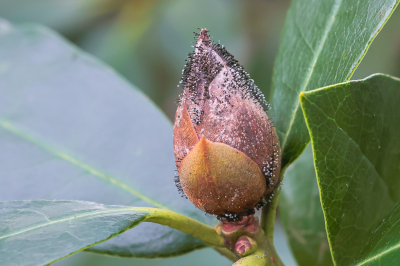 <i class='fa fa-user'></i>&nbsp;Martin Verbeeten&nbsp;|  Rhododendronknopvreter&nbsp; <i class='fa fa-eye'>&nbsp;98</i> &nbsp;<i class='fa fa-thumbs-up'>&nbsp;5</i> &nbsp; <i class='fa fa-comment-o'>&nbsp;4</i>