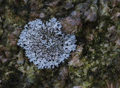 <i class='fa fa-user'></i>&nbsp;Ad Sprang&nbsp;|  Stoeprandvingermos&nbsp; <i class='fa fa-eye'>&nbsp;66</i> &nbsp;<i class='fa fa-thumbs-up'>&nbsp;4</i> &nbsp; <i class='fa fa-comment-o'>&nbsp;5</i>