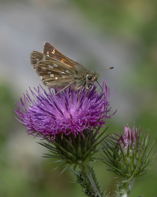 <i class='fa fa-user'></i>&nbsp;Johan van Gurp&nbsp;|  Kommavlinder&nbsp; <i class='fa fa-eye'>&nbsp;81</i> &nbsp;<i class='fa fa-thumbs-up'>&nbsp;5</i> &nbsp; <i class='fa fa-comment-o'>&nbsp;4</i>