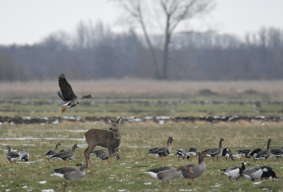 <i class='fa fa-user'></i>&nbsp;Eric Gibcus&nbsp;|  Ree&nbsp; <i class='fa fa-eye'>&nbsp;151</i> &nbsp; <i class='fa fa-comment-o'>&nbsp;5</i>