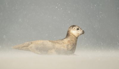 <i class='fa fa-user'></i>&nbsp;engel&nbsp;|  Gewone Zeehond&nbsp; <i class='fa fa-eye'>&nbsp;138</i> &nbsp;<i class='fa fa-thumbs-up'>&nbsp;14</i> &nbsp; <i class='fa fa-comment-o'>&nbsp;10</i>