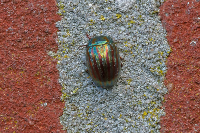 <i class='fa fa-user'></i>&nbsp;Martin Verbeeten&nbsp;|  Rozemarijngoudhaan&nbsp; <i class='fa fa-eye'>&nbsp;74</i> &nbsp; <i class='fa fa-comment-o'>&nbsp;6</i>