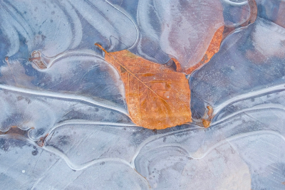 <i class='fa fa-user'></i>&nbsp;Bert Veerman&nbsp;|  Natuurkracht&nbsp; <i class='fa fa-eye'>&nbsp;75</i> &nbsp;<i class='fa fa-thumbs-up'>&nbsp;9</i> &nbsp; <i class='fa fa-comment-o'>&nbsp;10</i>