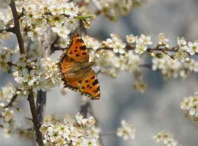 <i class='fa fa-user'></i>&nbsp;Jurgen Maassen&nbsp;|  Grote Vos&nbsp; <i class='fa fa-eye'>&nbsp;161</i> &nbsp;<i class='fa fa-thumbs-up'>&nbsp;12</i> &nbsp; <i class='fa fa-comment-o'>&nbsp;10</i>