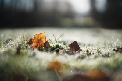 <i class='fa fa-user'></i>&nbsp;hesterb&nbsp;|  Rijp dooit in winterzon&nbsp; <i class='fa fa-eye'>&nbsp;87</i> &nbsp; <i class='fa fa-comment-o'>&nbsp;6</i>