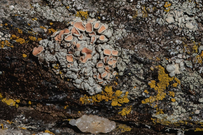 <i class='fa fa-user'></i>&nbsp;Johan van Gurp&nbsp;|  Rhizoplaca chrysoleuca&nbsp; <i class='fa fa-eye'>&nbsp;67</i> &nbsp; <i class='fa fa-comment-o'>&nbsp;5</i>