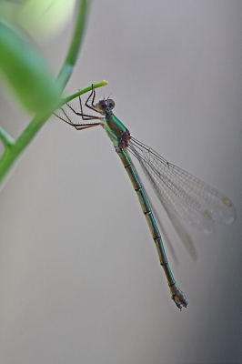 <i class='fa fa-user'></i>&nbsp;Cor&nbsp;|  Houtpantserjuffer&nbsp; <i class='fa fa-eye'>&nbsp;89</i> &nbsp;<i class='fa fa-thumbs-up'>&nbsp;3</i> &nbsp; <i class='fa fa-comment-o'>&nbsp;8</i>