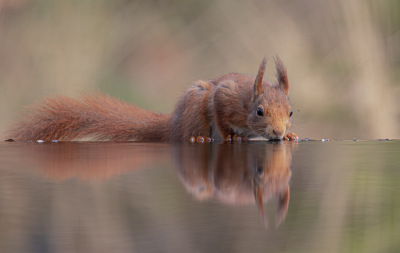 <i class='fa fa-user'></i>&nbsp;Marie-Jos� Boon&nbsp;|  Eekhoorn&nbsp; <i class='fa fa-eye'>&nbsp;134</i> &nbsp;<i class='fa fa-thumbs-up'>&nbsp;9</i> &nbsp; <i class='fa fa-comment-o'>&nbsp;7</i>