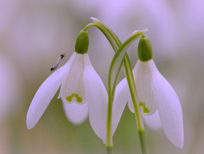 <i class='fa fa-user'></i>&nbsp;Nel R&nbsp;|  Gewoon Sneeuwklokje&nbsp; <i class='fa fa-eye'>&nbsp;137</i> &nbsp;<i class='fa fa-thumbs-up'>&nbsp;3</i> &nbsp; <i class='fa fa-comment-o'>&nbsp;13</i>