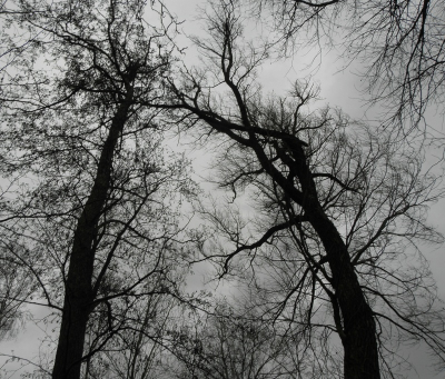 <i class='fa fa-user'></i>&nbsp;B.M.Schouten-Ruis&nbsp;|  Bomen Kralingse Bos&nbsp; <i class='fa fa-eye'>&nbsp;75</i> &nbsp; <i class='fa fa-comment-o'>&nbsp;2</i>