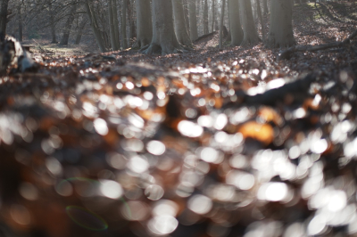 <i class='fa fa-user'></i>&nbsp;hesterb&nbsp;|  Dwaallichtjes&nbsp; <i class='fa fa-eye'>&nbsp;109</i> &nbsp; <i class='fa fa-comment-o'>&nbsp;7</i>