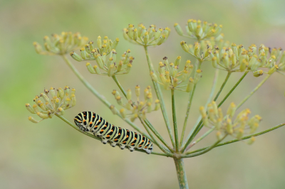 <i class='fa fa-user'></i>&nbsp;koekieman&nbsp;|  Koninginnenpage&nbsp; <i class='fa fa-eye'>&nbsp;88</i> &nbsp;<i class='fa fa-thumbs-up'>&nbsp;2</i> &nbsp; <i class='fa fa-comment-o'>&nbsp;5</i>