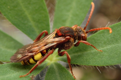 <i class='fa fa-user'></i>&nbsp;A. Soeting&nbsp;|  Signaalwespbij&nbsp; <i class='fa fa-eye'>&nbsp;93</i> &nbsp;<i class='fa fa-thumbs-up'>&nbsp;2</i> &nbsp; <i class='fa fa-comment-o'>&nbsp;7</i>