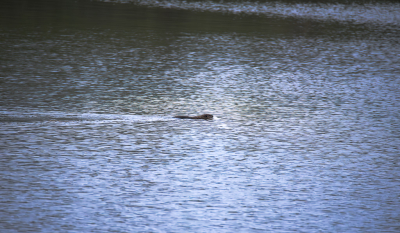 <i class='fa fa-user'></i>&nbsp;ErnovanDoorn&nbsp;|  Bever&nbsp; <i class='fa fa-eye'>&nbsp;92</i> &nbsp;<i class='fa fa-thumbs-up'>&nbsp;1</i> &nbsp; <i class='fa fa-comment-o'>&nbsp;3</i>