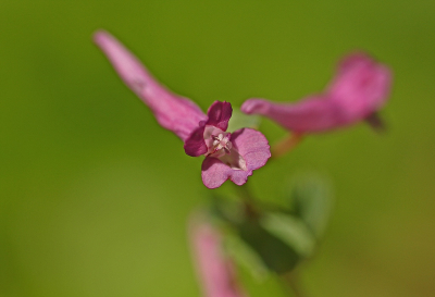 <i class='fa fa-user'></i>&nbsp;Cor&nbsp;|  Vingerhelmbloem&nbsp; <i class='fa fa-eye'>&nbsp;78</i> &nbsp;<i class='fa fa-thumbs-up'>&nbsp;2</i> &nbsp; <i class='fa fa-comment-o'>&nbsp;5</i>