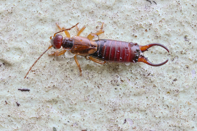 <i class='fa fa-user'></i>&nbsp;Martin Verbeeten&nbsp;|  Gewone Oorworm&nbsp; <i class='fa fa-eye'>&nbsp;81</i> &nbsp;<i class='fa fa-thumbs-up'>&nbsp;2</i> &nbsp; <i class='fa fa-comment-o'>&nbsp;7</i>